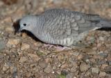 Inca Dove 0205-4j.jpg