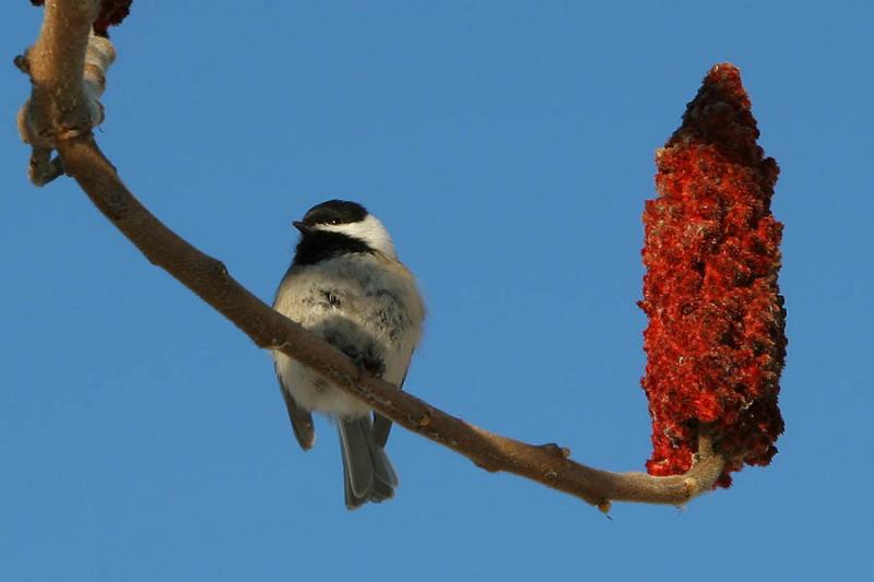 MSANGE  TTE NOIRE / BLACK-CAPPED CHICKADEE