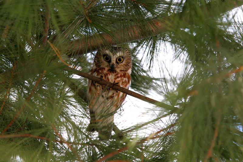 PETITE NYCTALE / NORTHERN SAW-WHET OWL