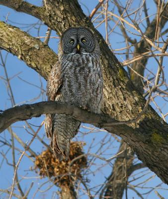 CHOUETTE LAPONE / GREAT GREY OWL