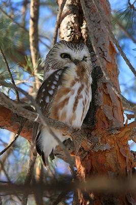 PETITE NYCTALE / NORTHERN SAW-WHET OWL