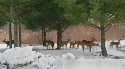 CERF DE VIRGINIE /  WHITE TAILED DEER