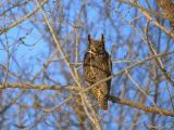 GRAND DUC / GREAT HORNED OWL