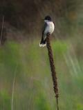 TYRAN TRITRI / EASTERN KINGBIRD