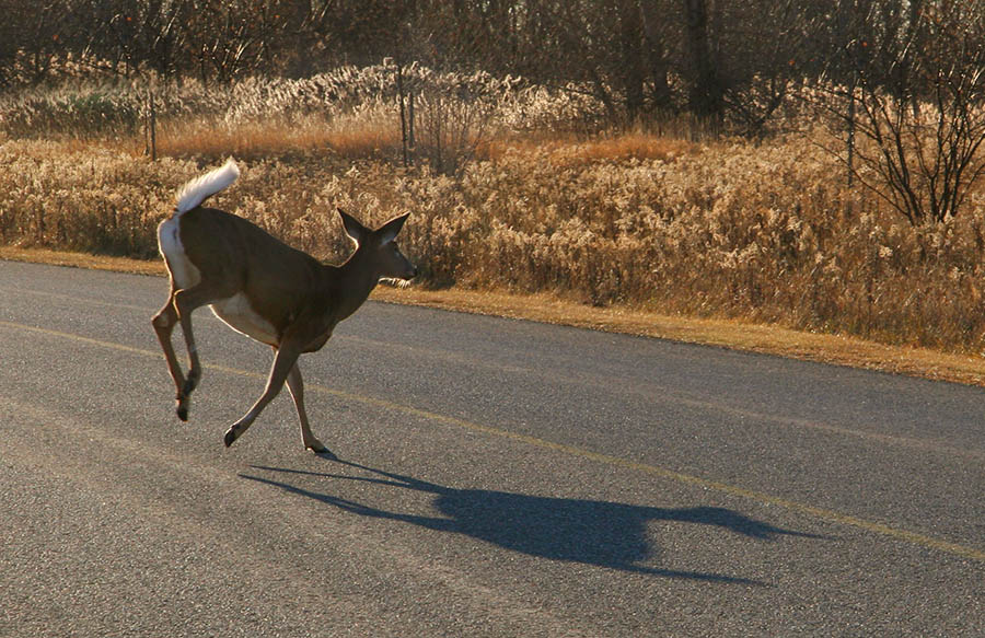 CERF DE VIRGINIE / UP! WHITE TAILED DEER