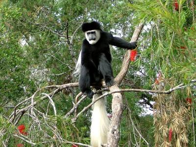 Colobus Monkey