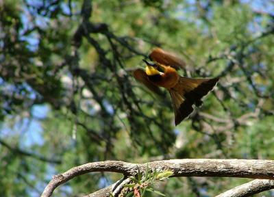 A Bee-eater
