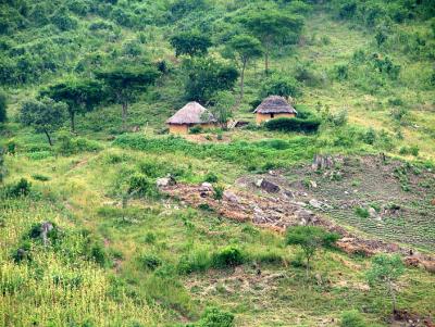 Shamba at the edge of the forest