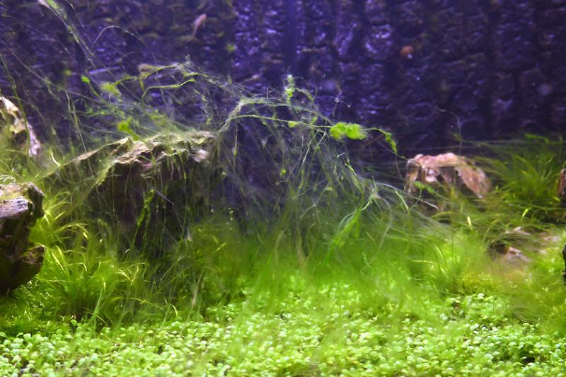 17th day after set up - Oh yeah a real algae invasion...