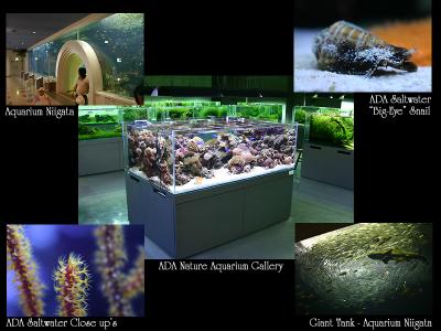 Aquarium Party Niigata - Japan - 2004