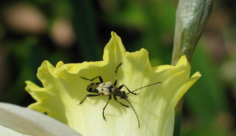 Beetle on Daffodil