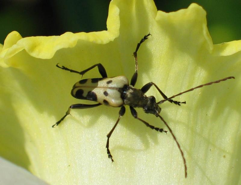 Beetle on Daffodil (100% crop)