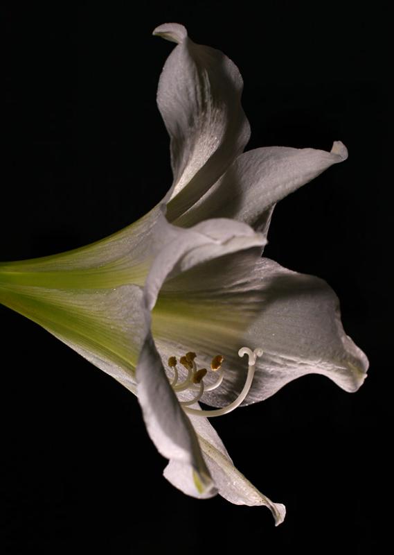 2005-02-10: White Amaryllis