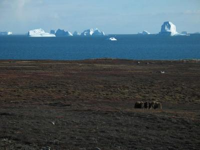 Musk Ox