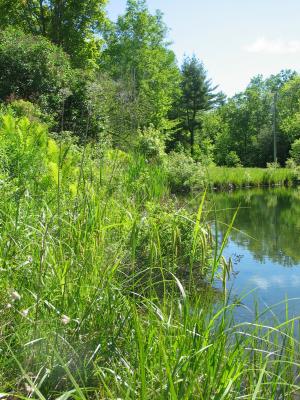 Echo Pond in Early Summer