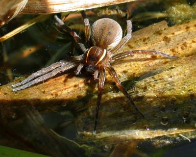 Fishing Spider 2
