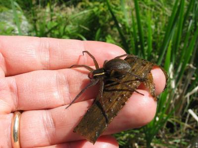 Fishing Spider 2