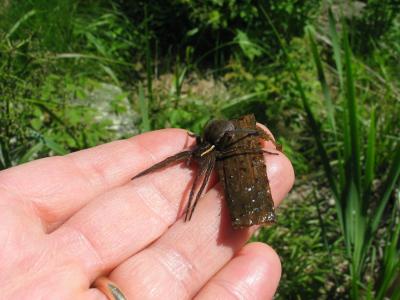 Fisher Spider