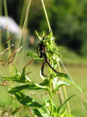 Golden Garden Spider