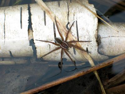 Fisher Spider