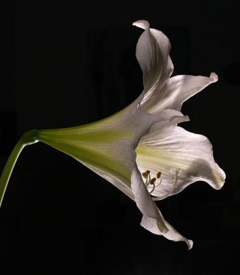 2005-02-10: White Amaryllis