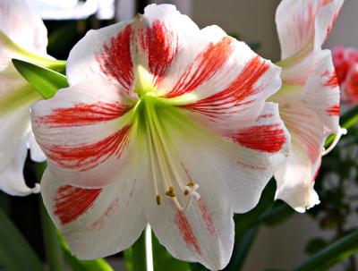 u42/plbh/medium/40629730.ClownAmaryllis_6633.jpg