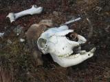 Musk Ox Skull