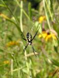 Golden Garden Spider