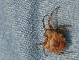 Spider on Pant Leg