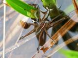 Fishing Spider 1