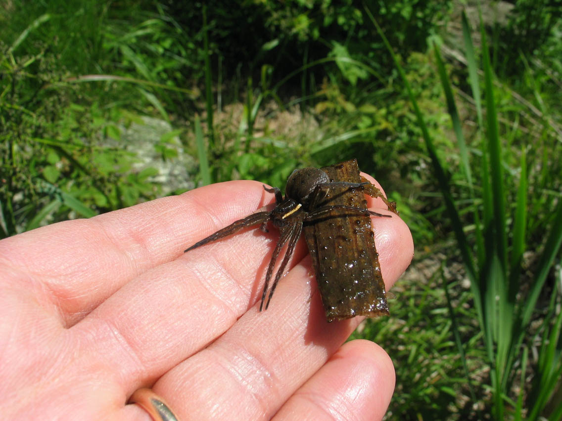 Fisher Spider