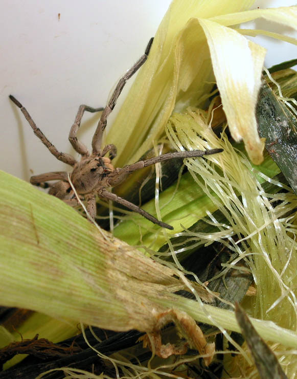 Wolf Spider in Compost Bucket
