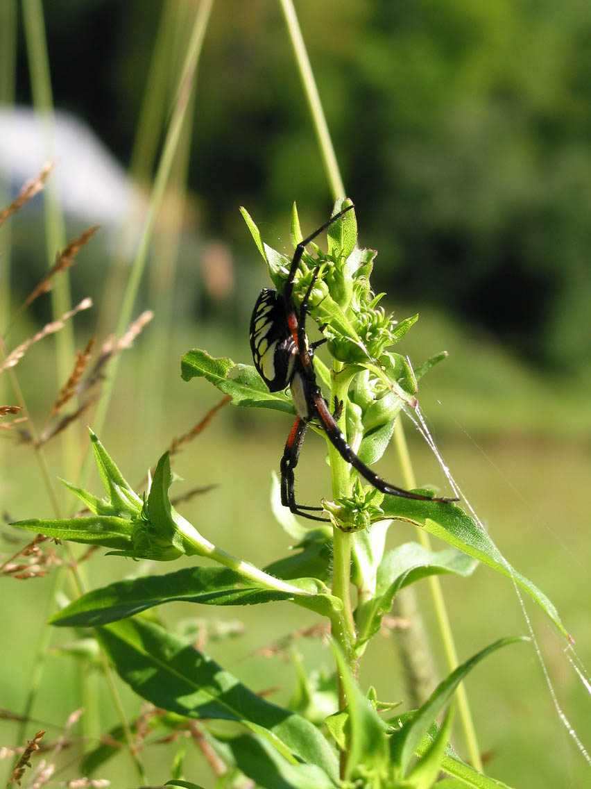 Golden Garden Spider