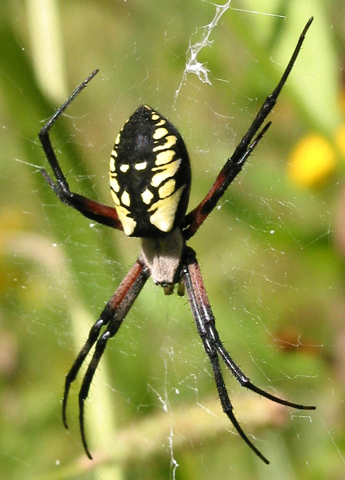 Golden Garden Spider
