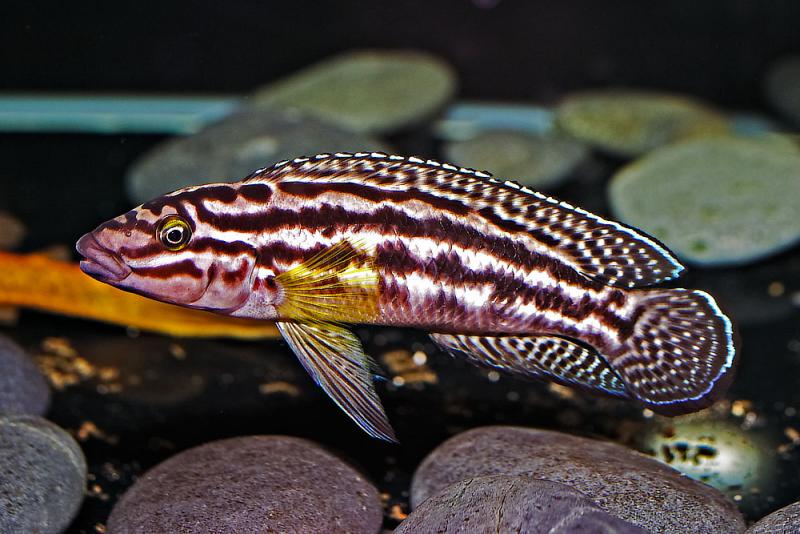 Julidochromis regani