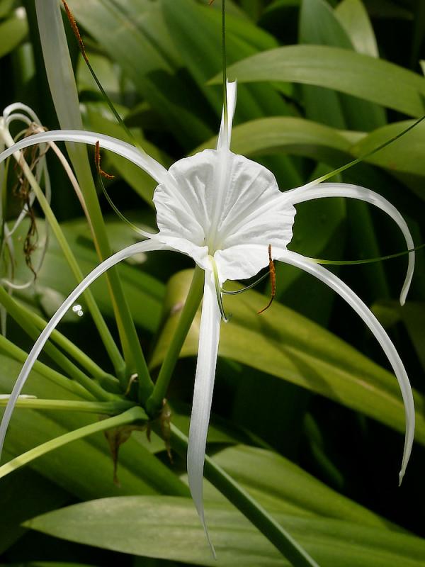 Spider Lily