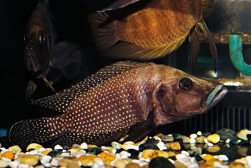 Altolamprologus calvus Black Pectoral Congo