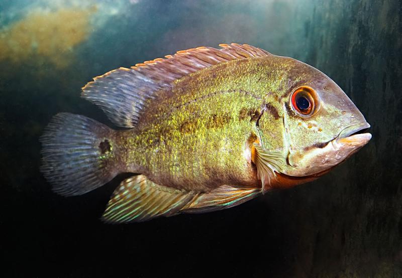 Hoplarchus psittacus