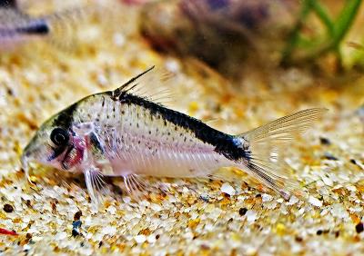 Corydoras sp.