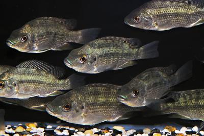 Oreochromis tanganicae