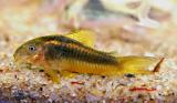 Corydoras sp.