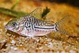 Corydoras sp.