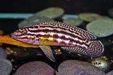Julidochromis regani