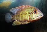 Hoplarchus psittacus