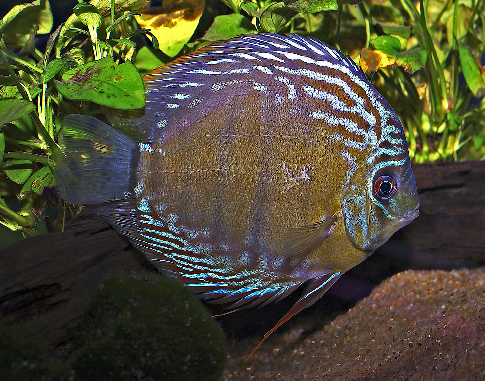 Tefe Brown Discus