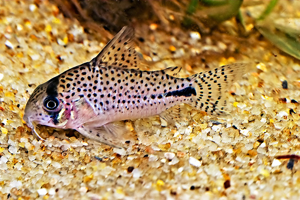 Corydoras sp.