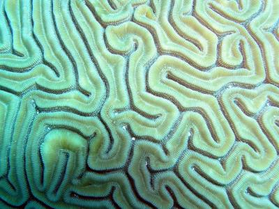coral cerebro