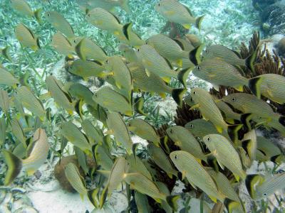 snorkel en Shark Ray Alley