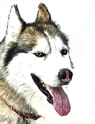 Bi-eyed Husky