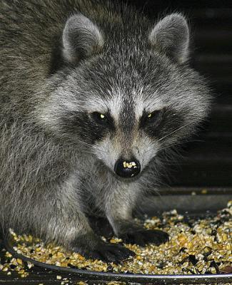 Wet Raccoon